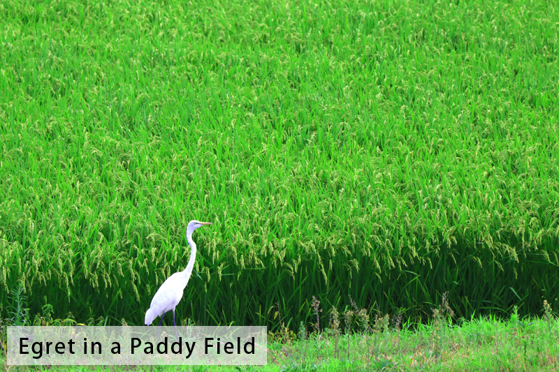 Egret in a Paddy Field