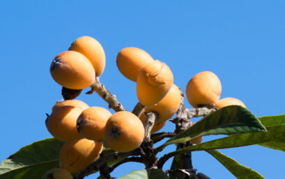 Unraveling the mystery of the introduction of loquat to Japan! -Genomic study of loquat in the world –