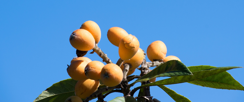Unraveling the mystery of the introduction of loquat to Japan! -Genomic study of loquat in the world –