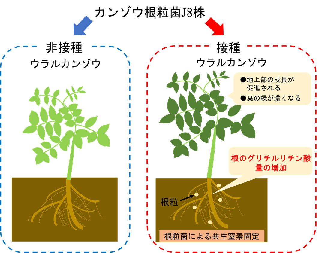 根粒共生によって薬用植物カンゾウのグリチルリチン酸が増加することを発見 薬用植物カンゾウの生産に期待 佐賀大学広報室