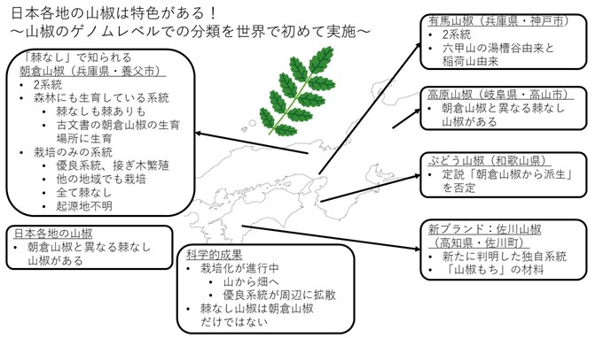 日本各地の山椒は特色がある 世界で初めて 山椒をゲノムレベルで分類 佐賀大学広報室